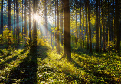 Wald Wanderung Straubenhardt (3 Std.)