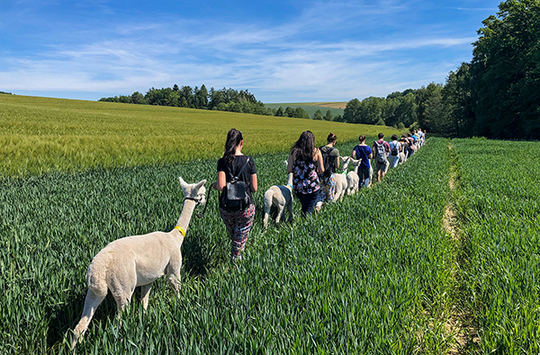 Alpaka Trekking Raum Dachau (4,5 Std.)