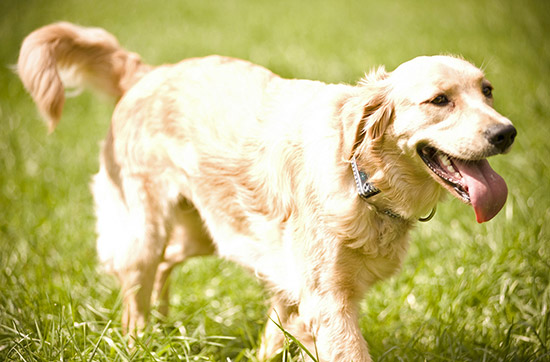 Crash-Kurs in der Hundeschule bei Traunreut