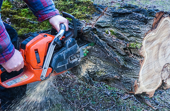 Holzfäller-Kurs mit Kettensägenschein