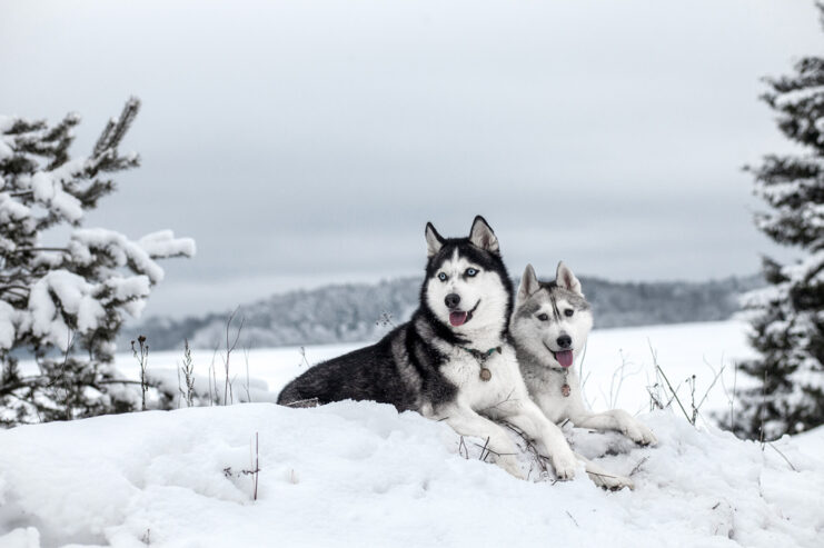 Husky Erlebnistag Werder